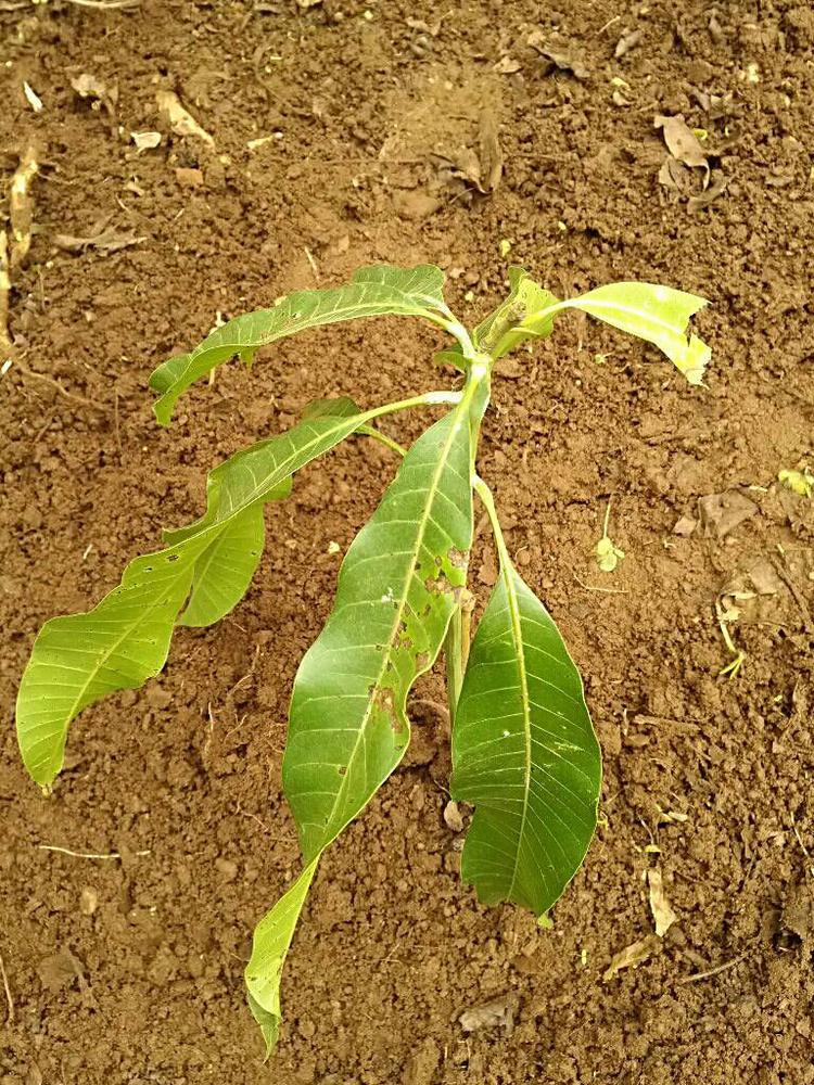 tree image