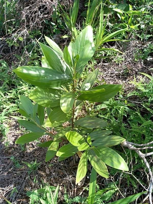 tree image