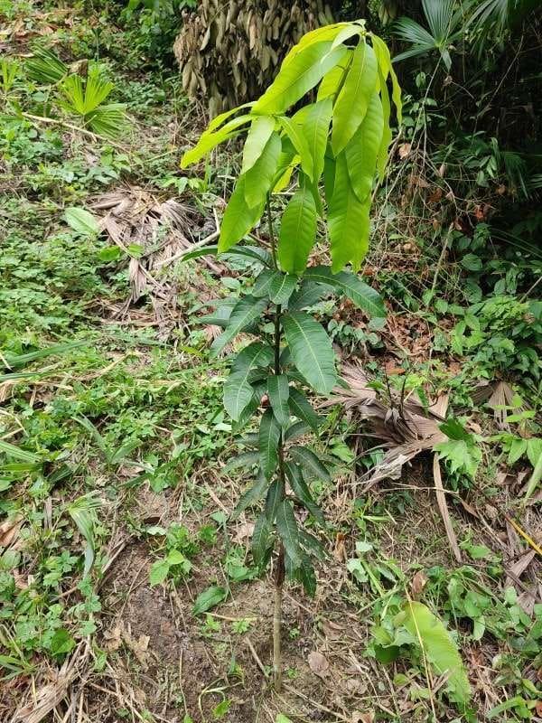 tree image