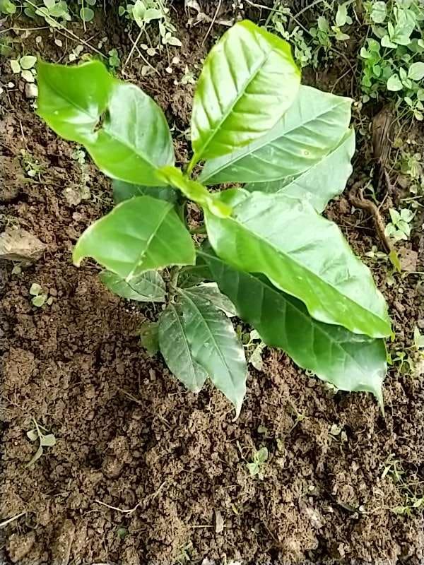 tree image