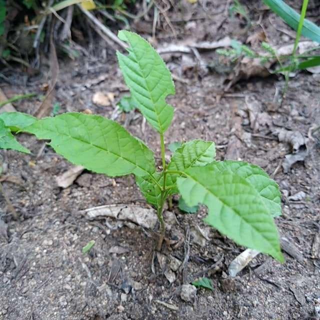 tree image