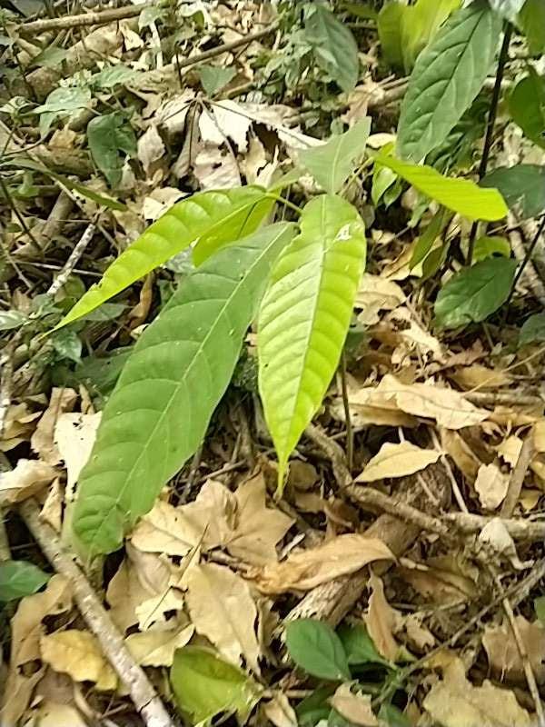 tree image