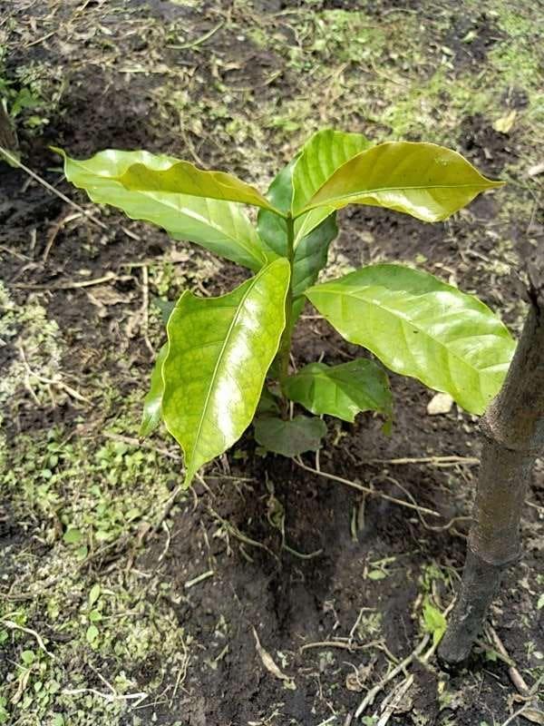tree image