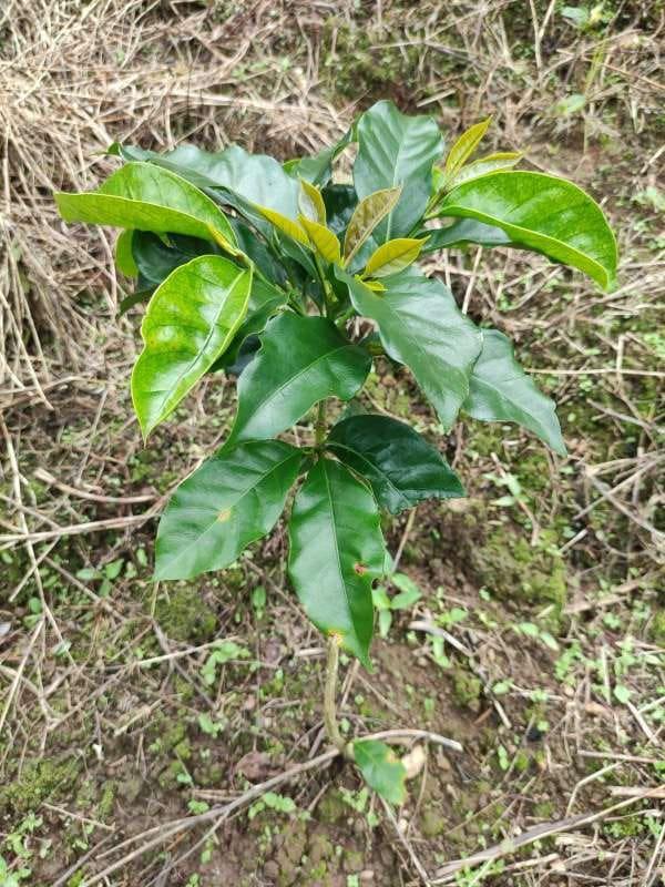 tree image