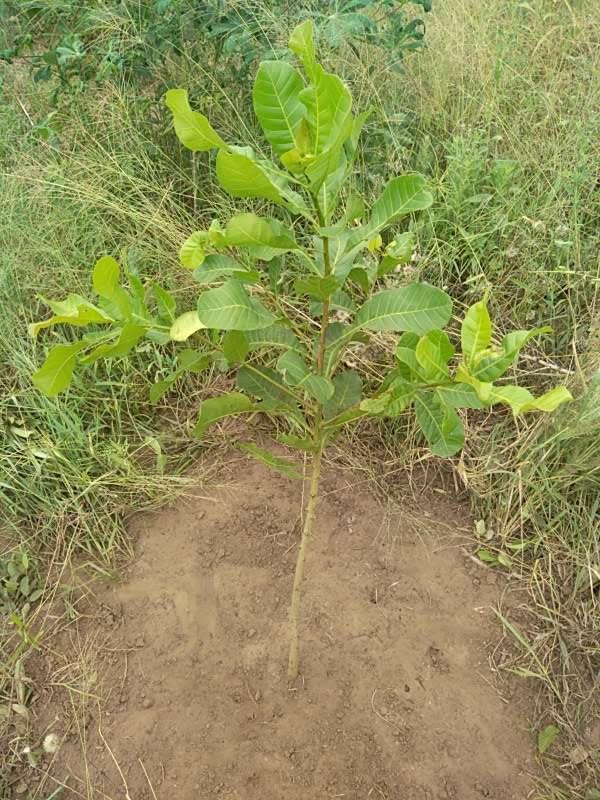 tree image