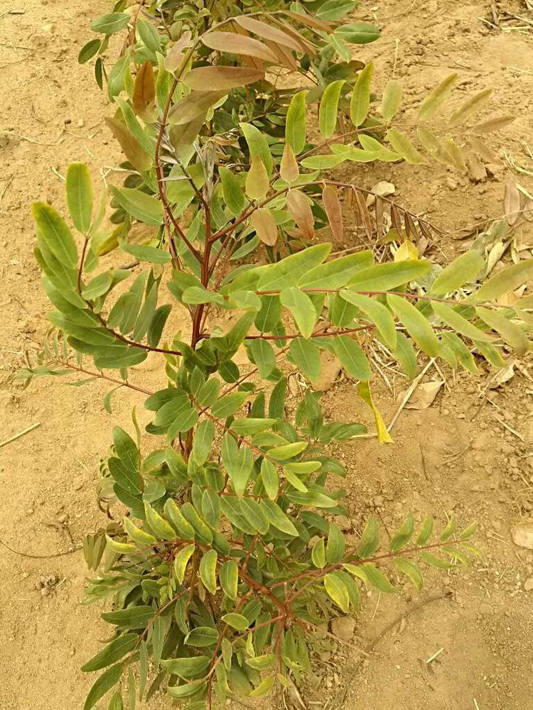 tree image
