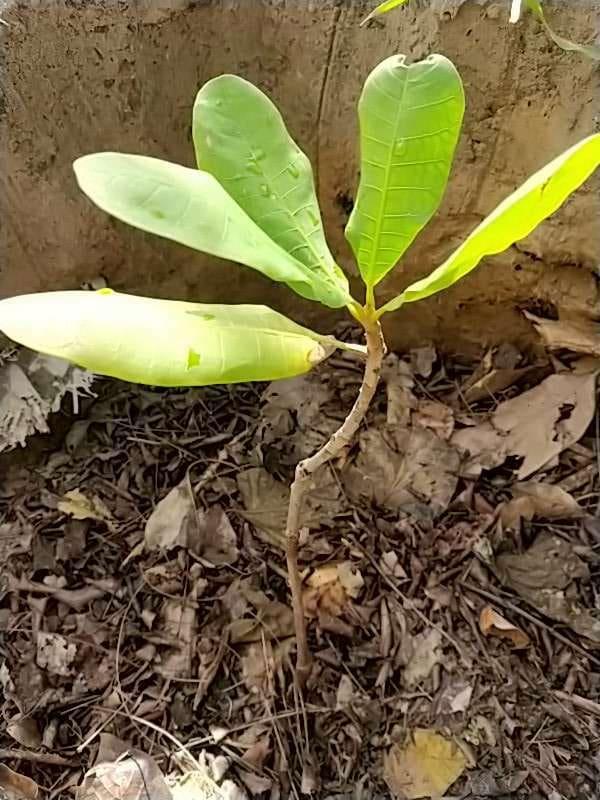 tree image