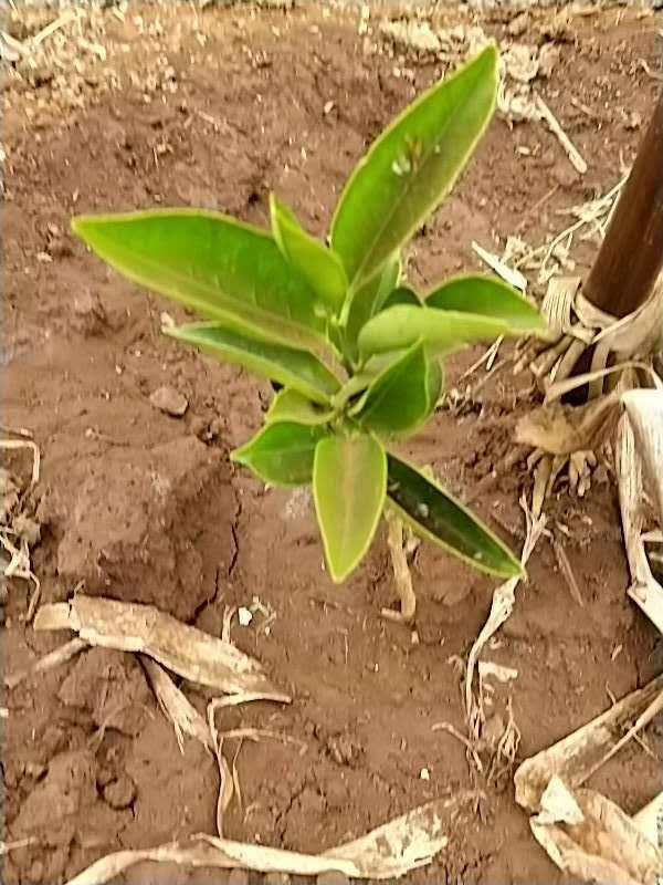 tree image