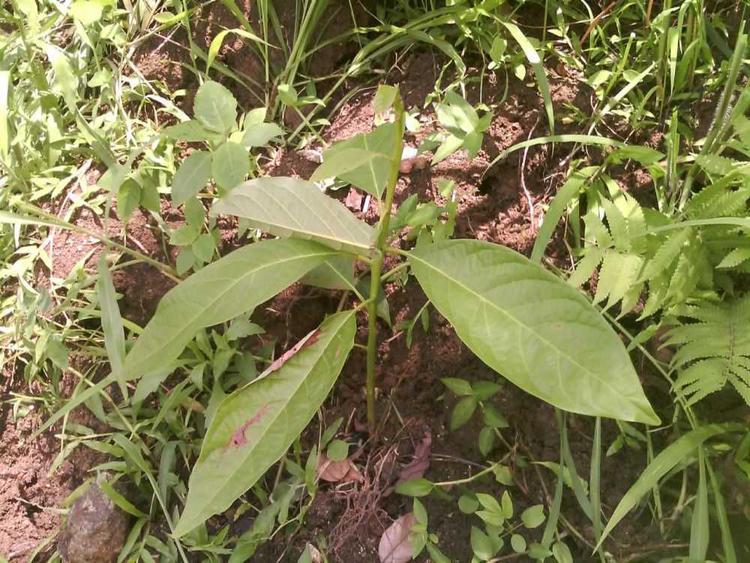 tree image
