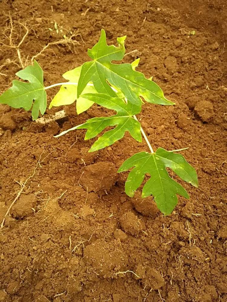 tree image