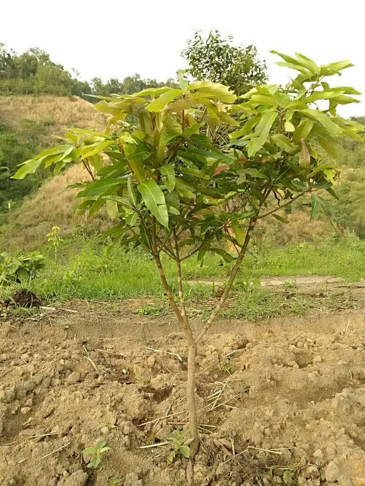 tree image