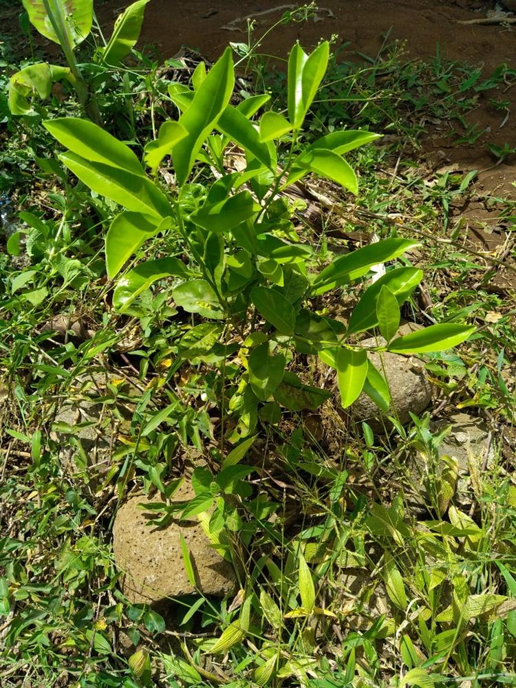 tree image
