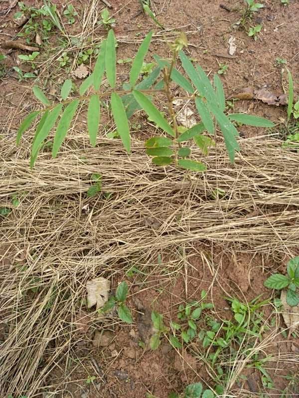 tree image
