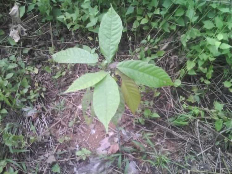tree image