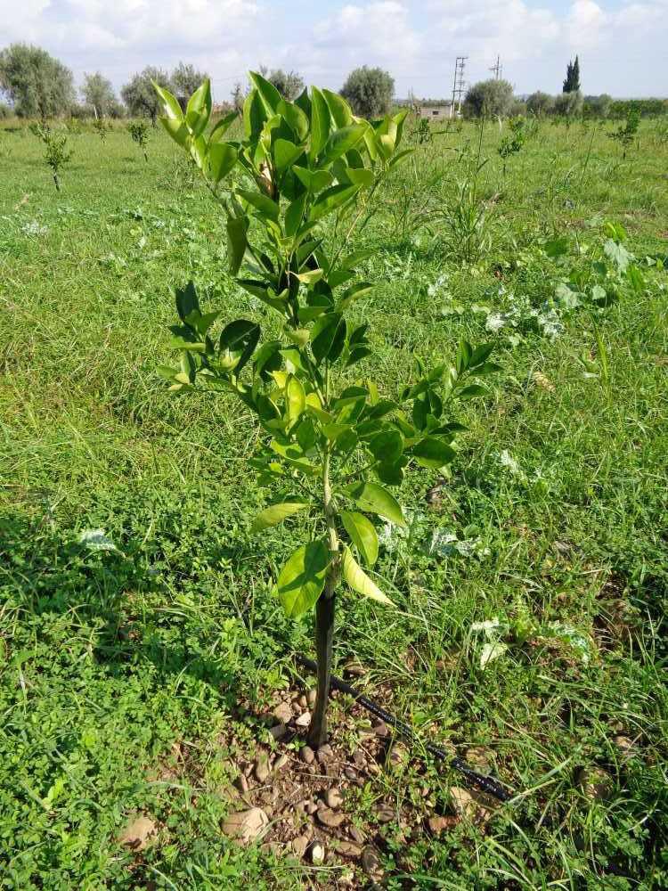 tree image