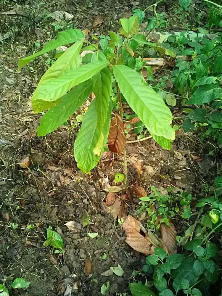 tree image