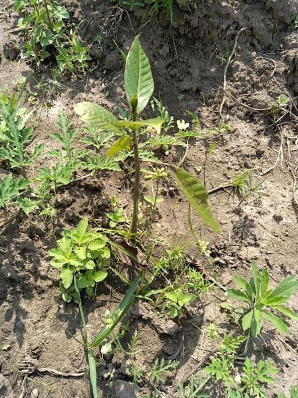 tree image
