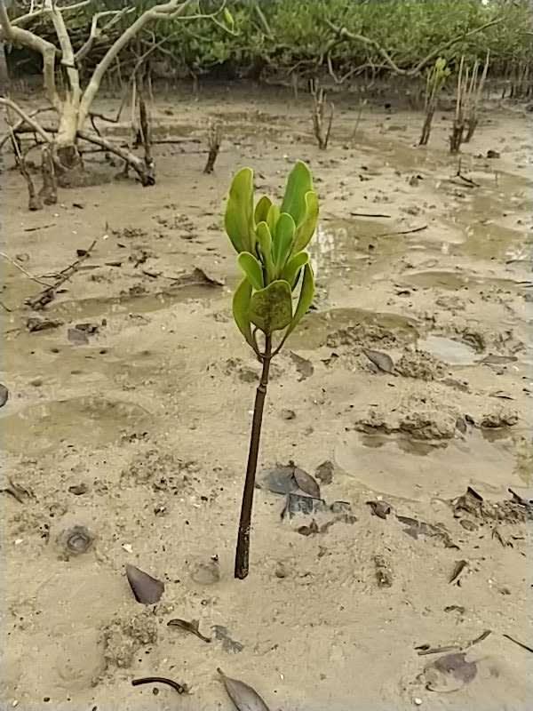 tree image