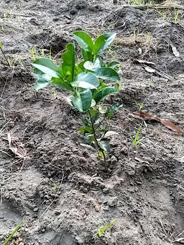 tree image