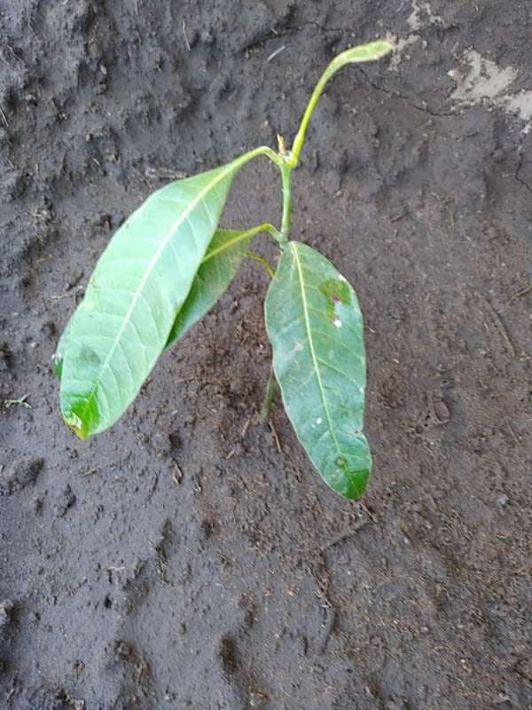 tree image