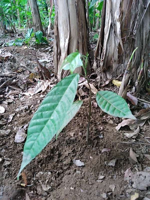 tree image