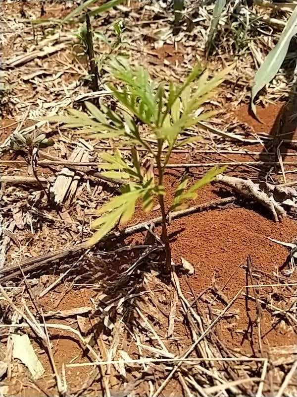 tree image