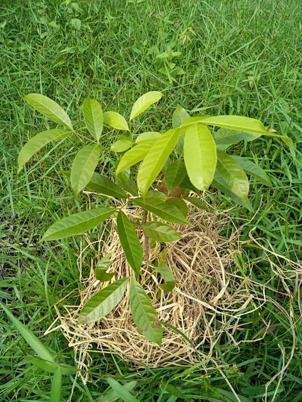 tree image
