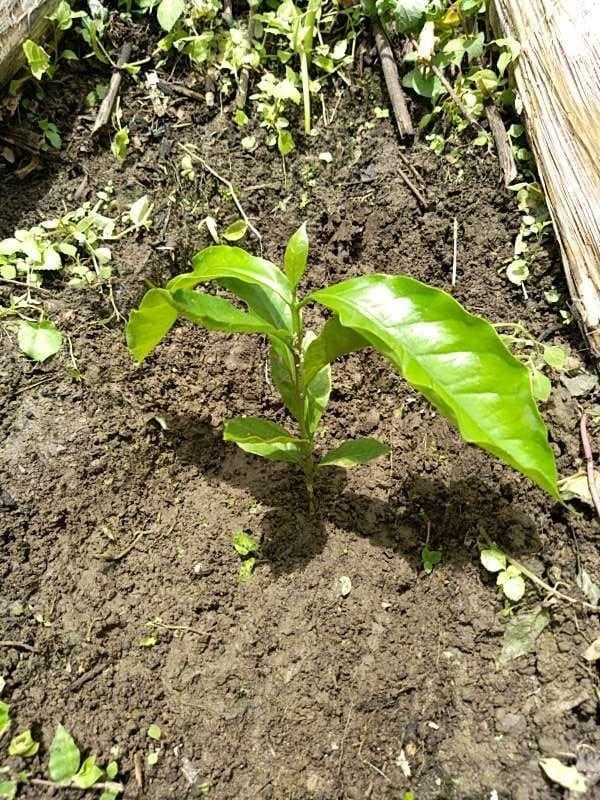 tree image