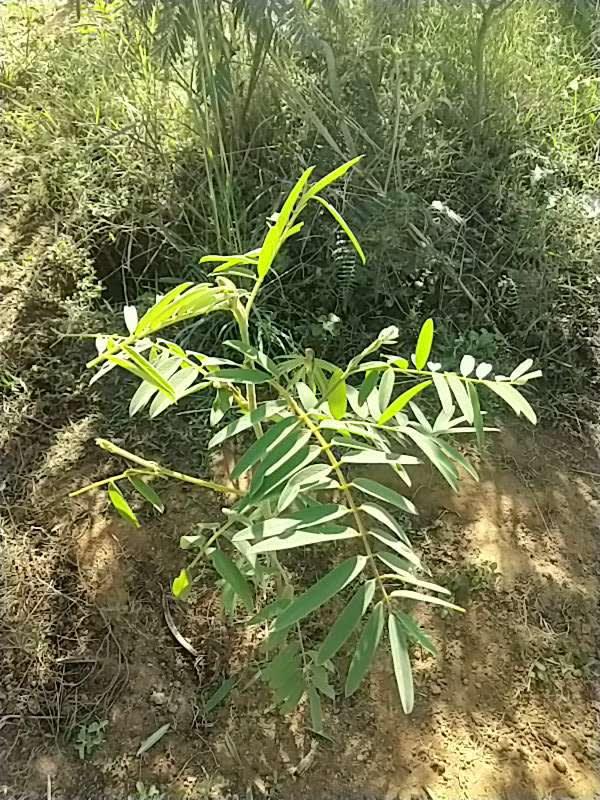 tree image