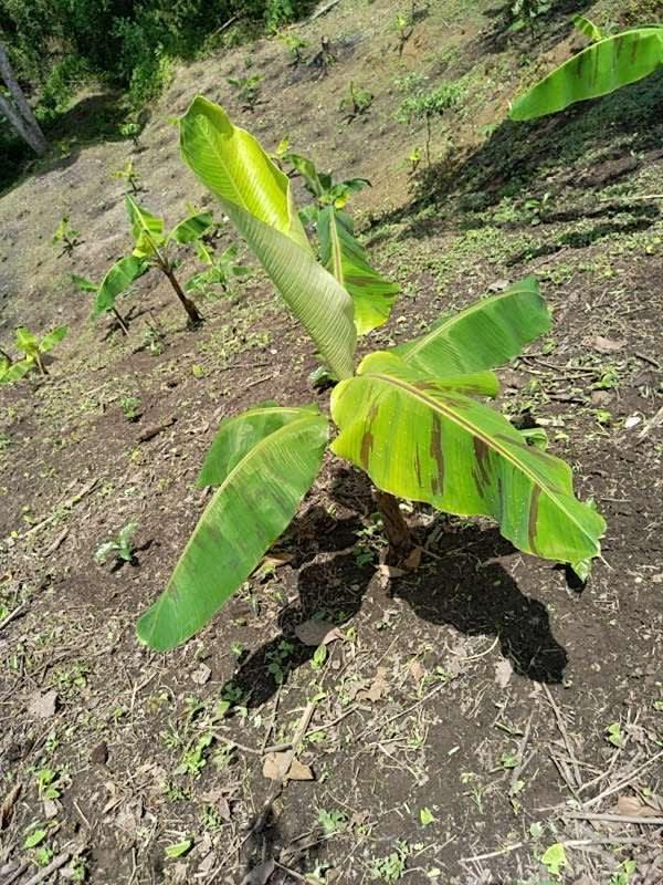 tree image