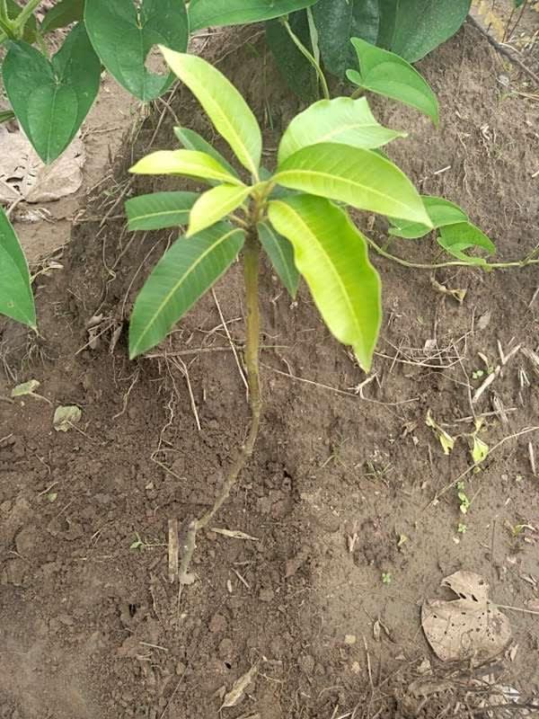 tree image
