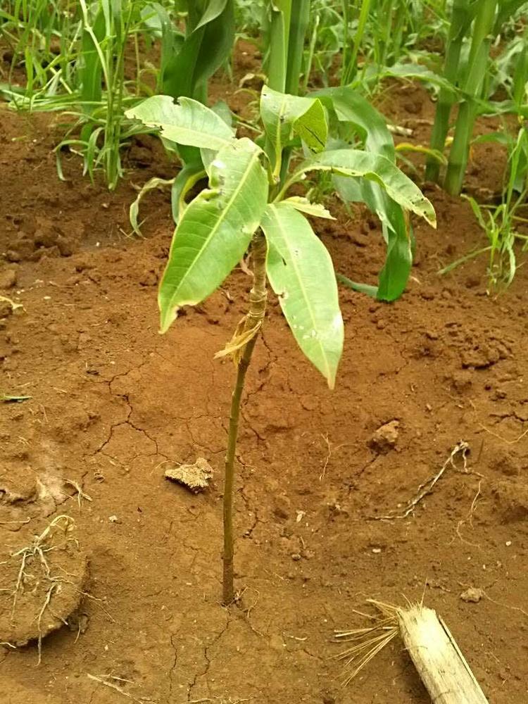 tree image