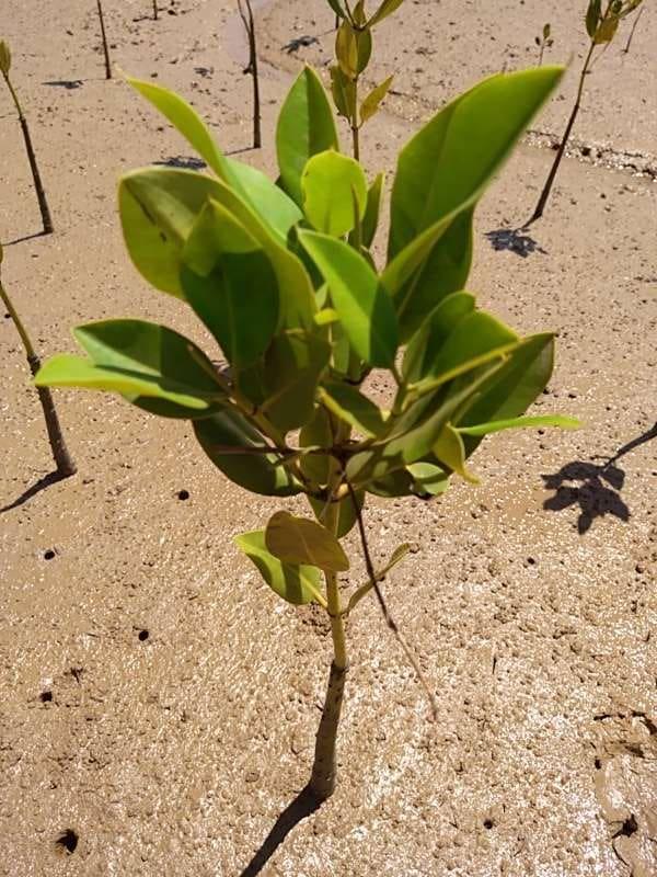 tree image