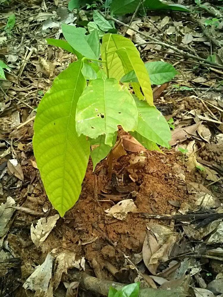 tree image