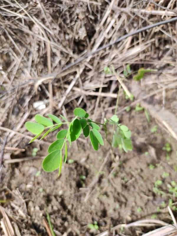 tree image