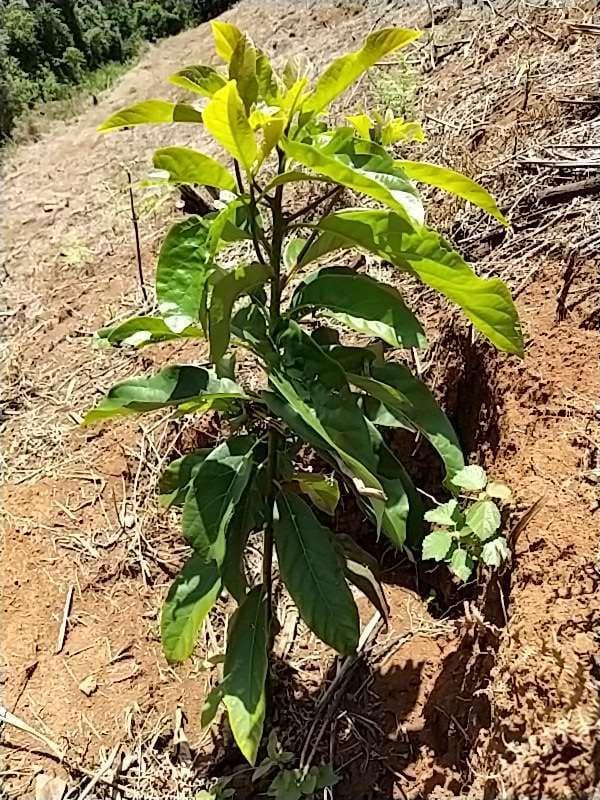 tree image