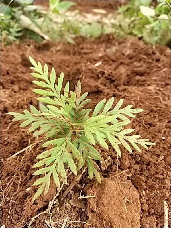 tree image