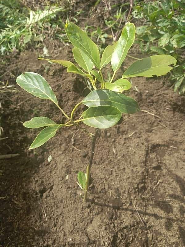 tree image
