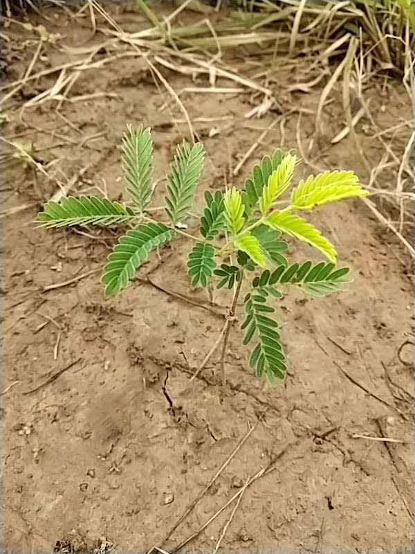 tree image