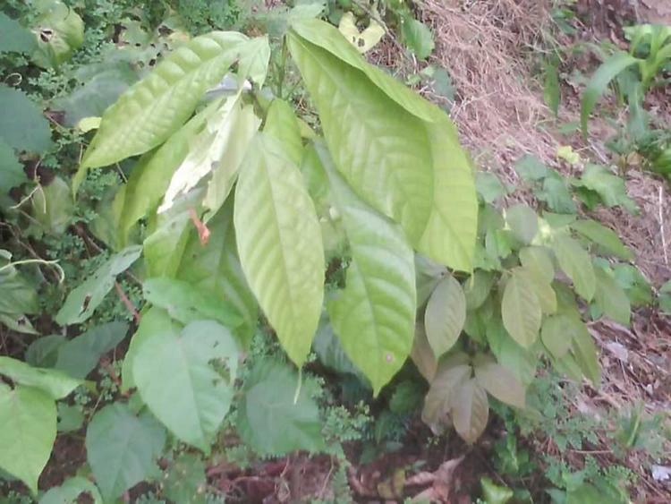 tree image