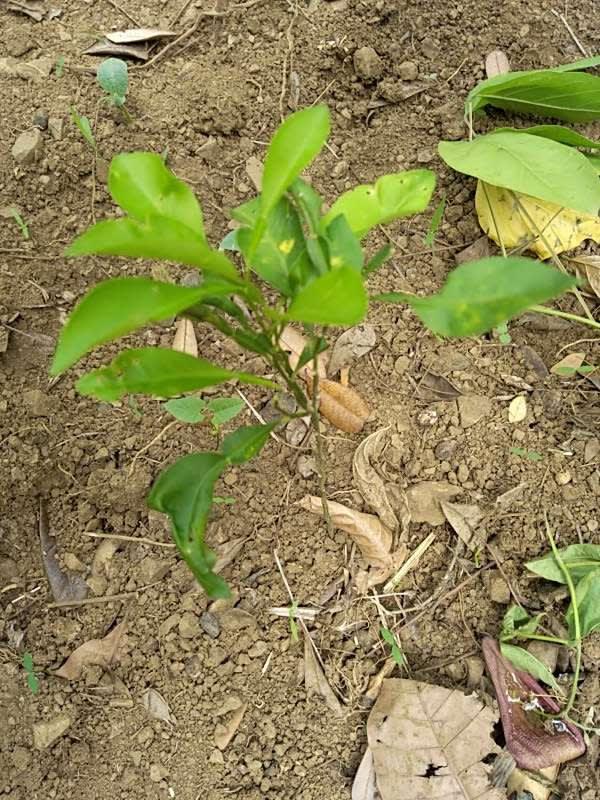 tree image