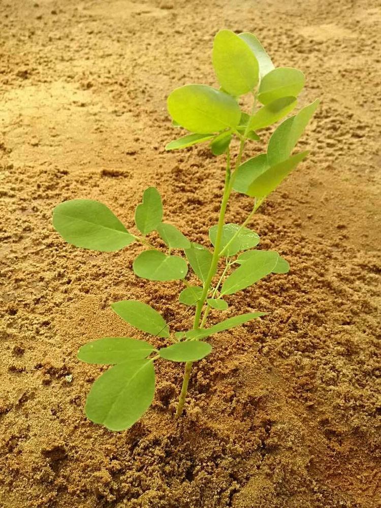 tree image