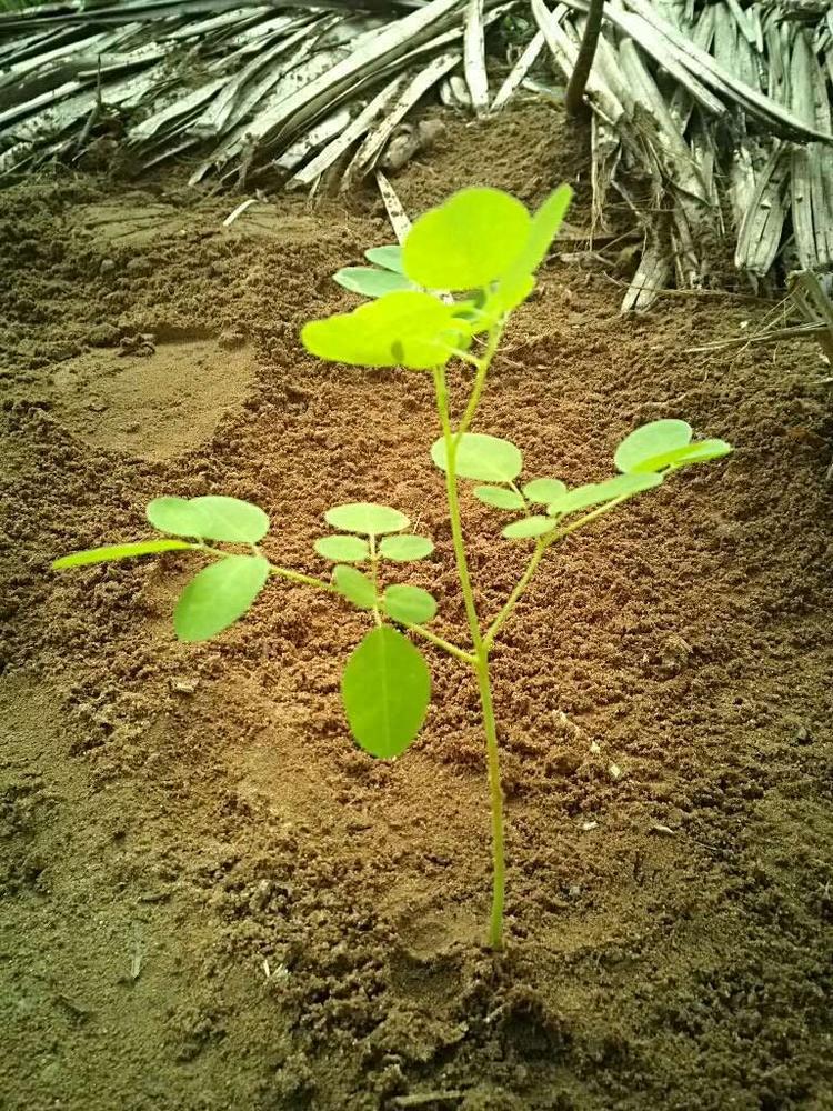 tree image