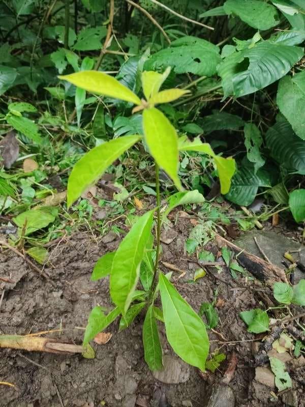 tree image