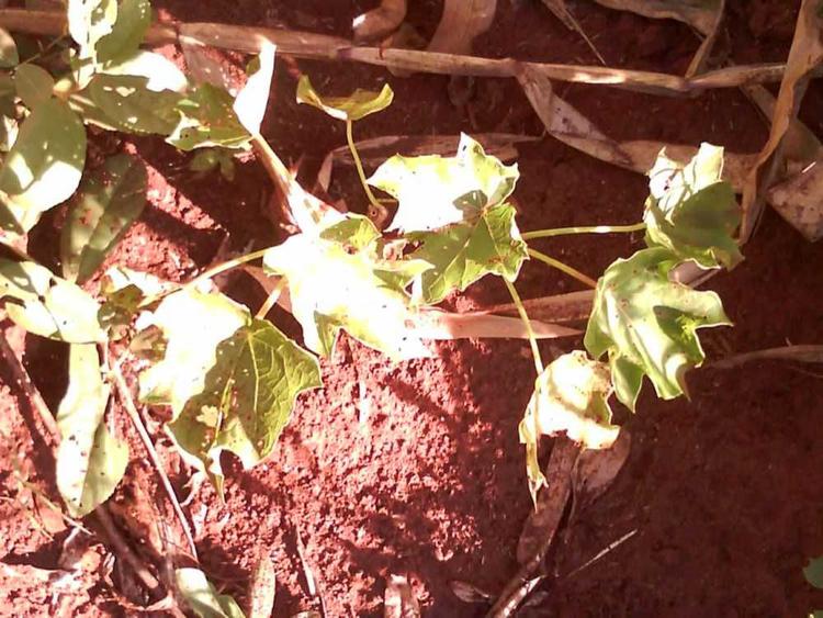 tree image