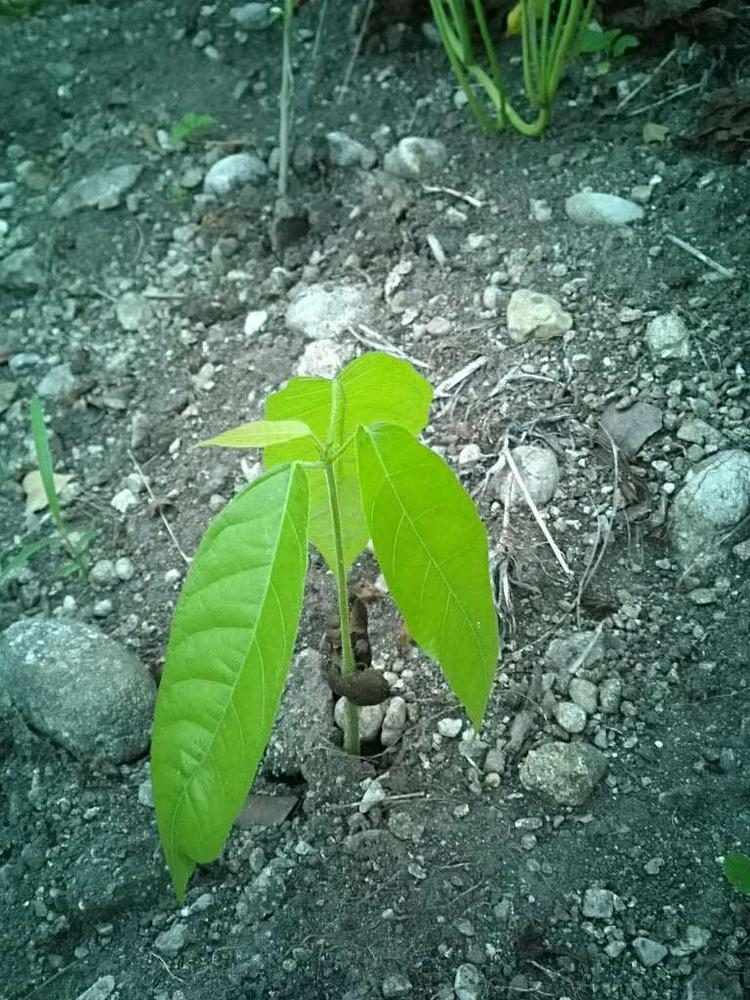 tree image