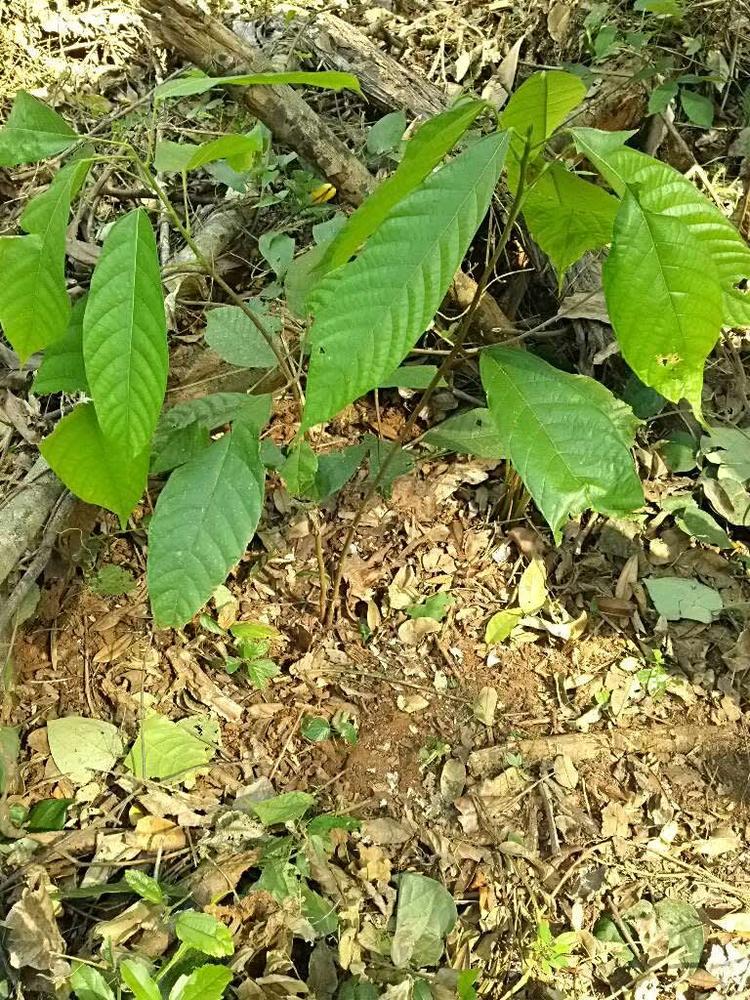 tree image