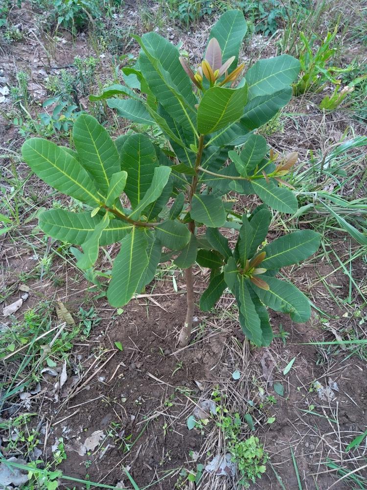 tree image