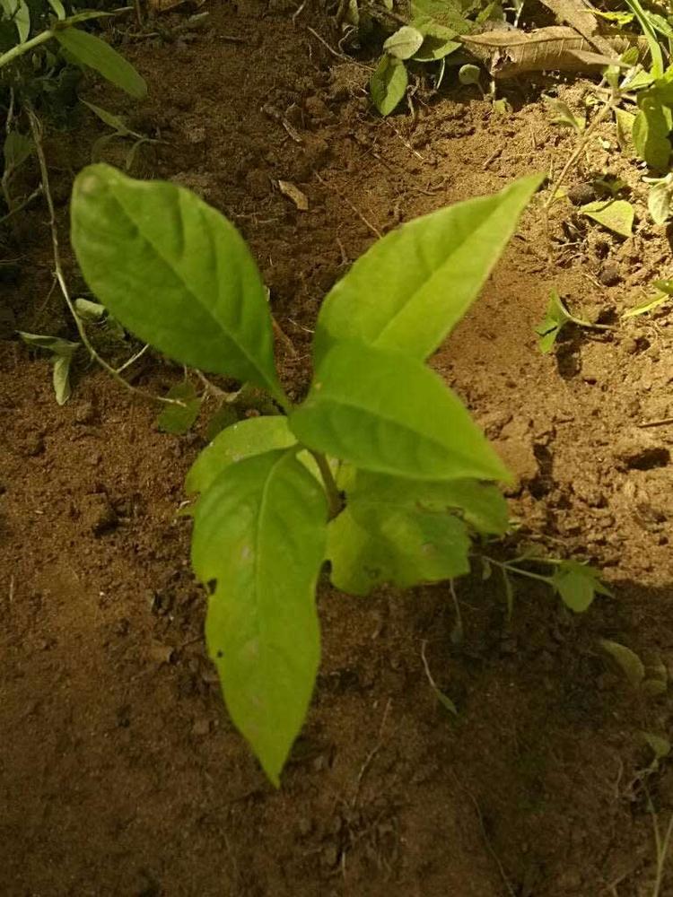 tree image