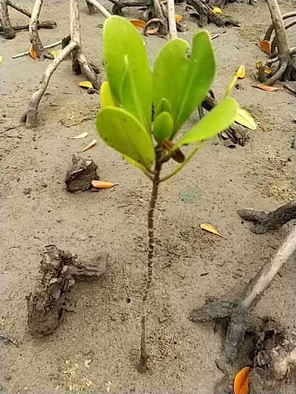 tree image